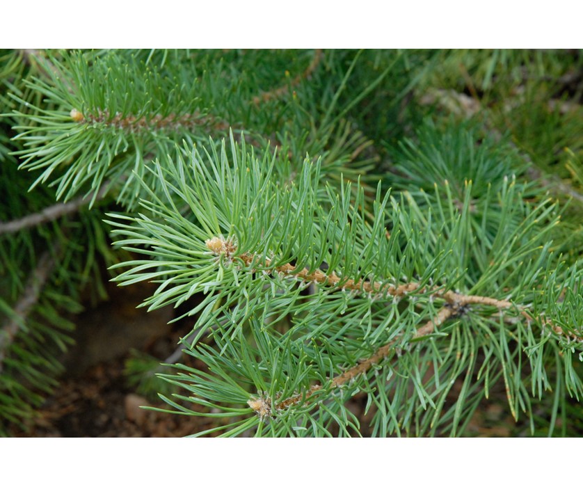 Hillside Creeper Pine